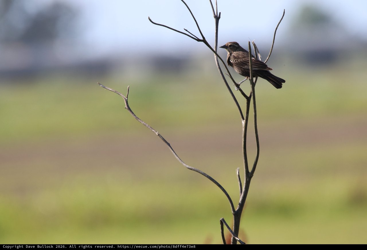 Brown Bird Perched on Bare Branch in Wetlands
