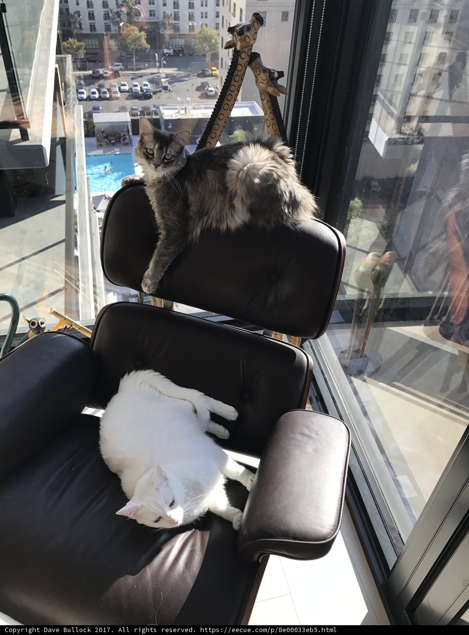 Feline Friends on a Cozy Couch