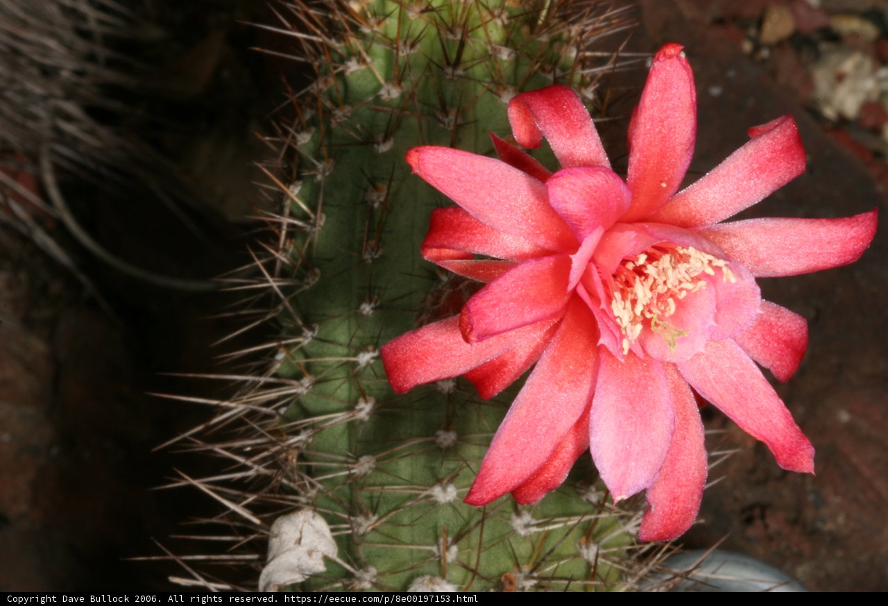 Pink Beauty in the Desert