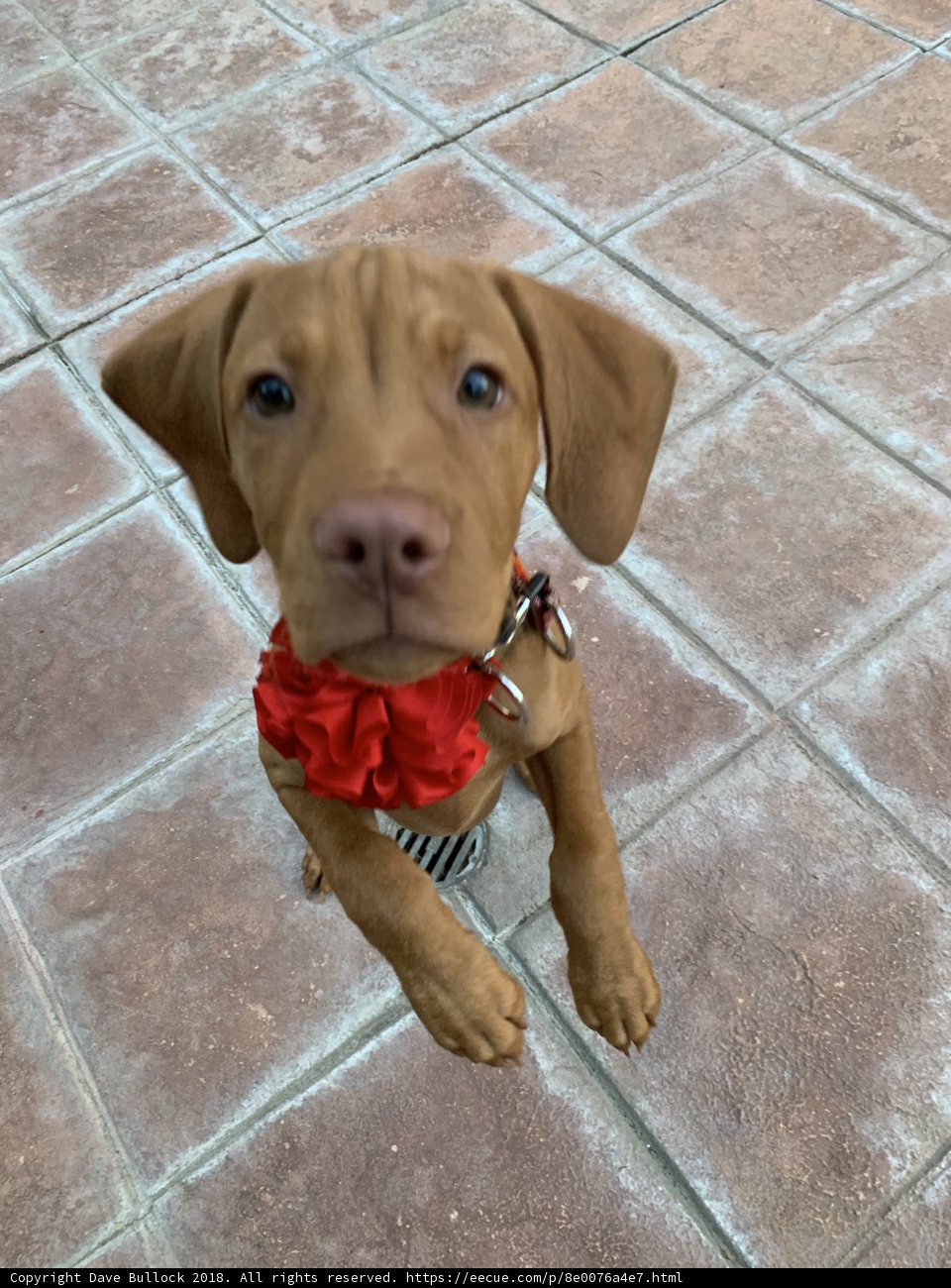 Stylish Puppy on Tile Floor