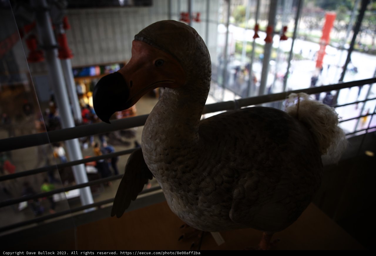 Dodo's Delight at theScience Academy