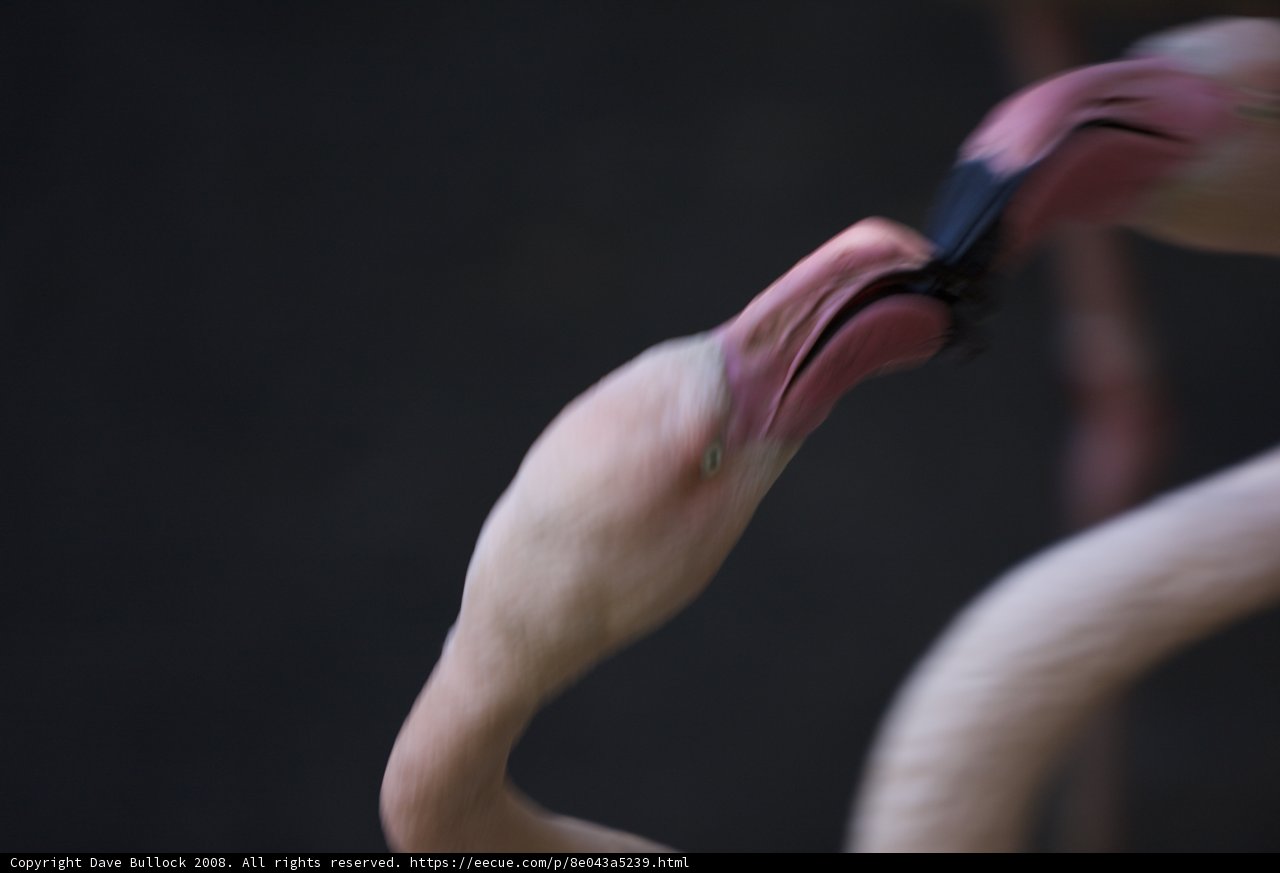 Flamingo Kiss
