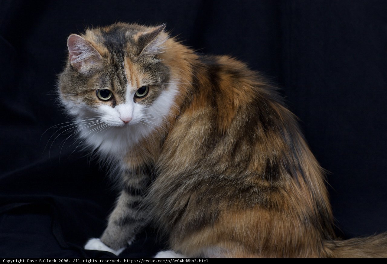 Majestic Calico Cat