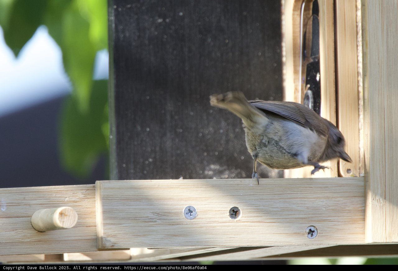 Curious Visitor