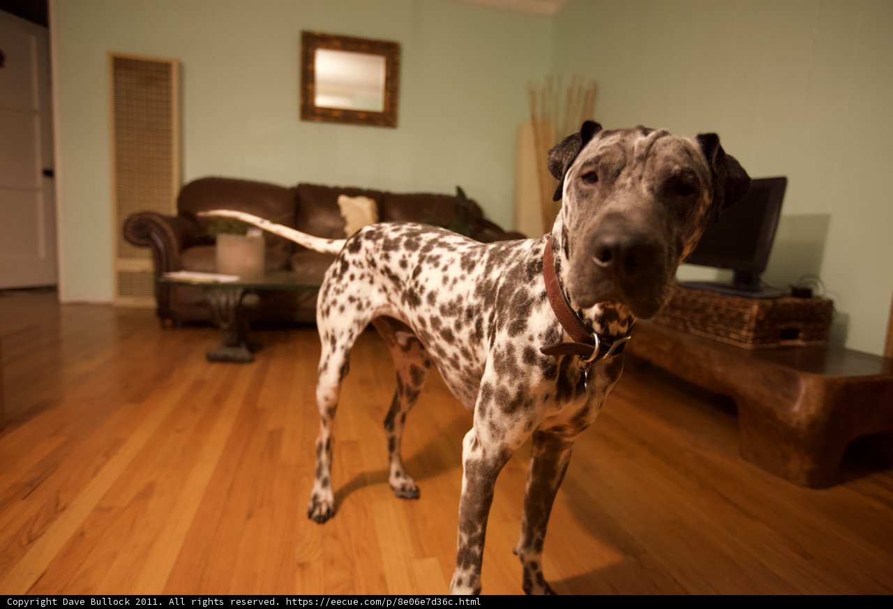 A Dalmatian's Living Room View