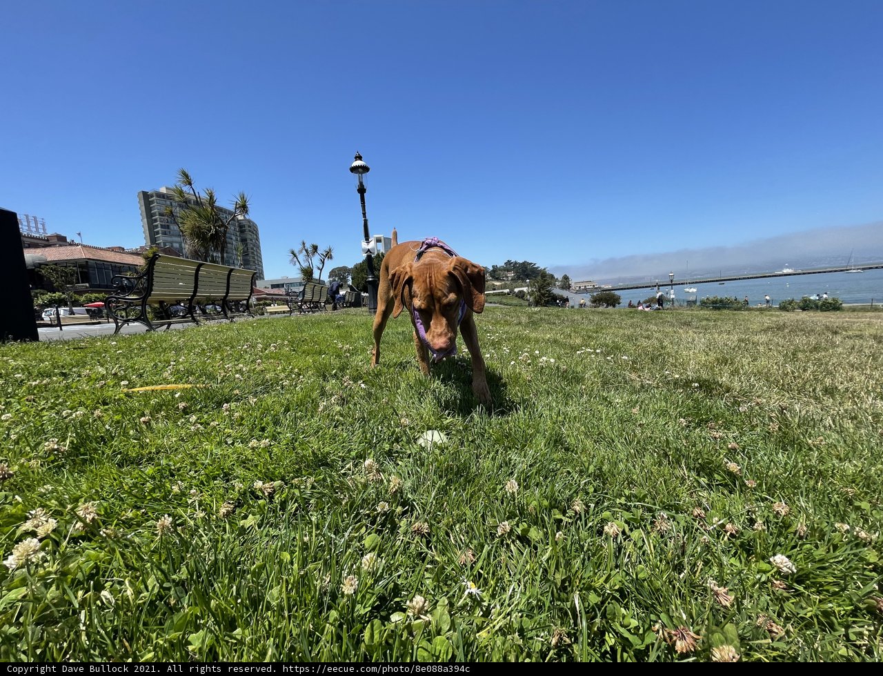 Canine enjoying a beautiful day at the park