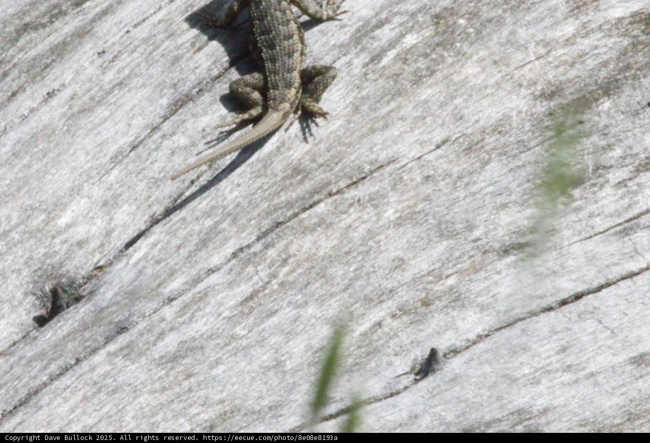 Sunbathing Lizard on a Rustic Canvas