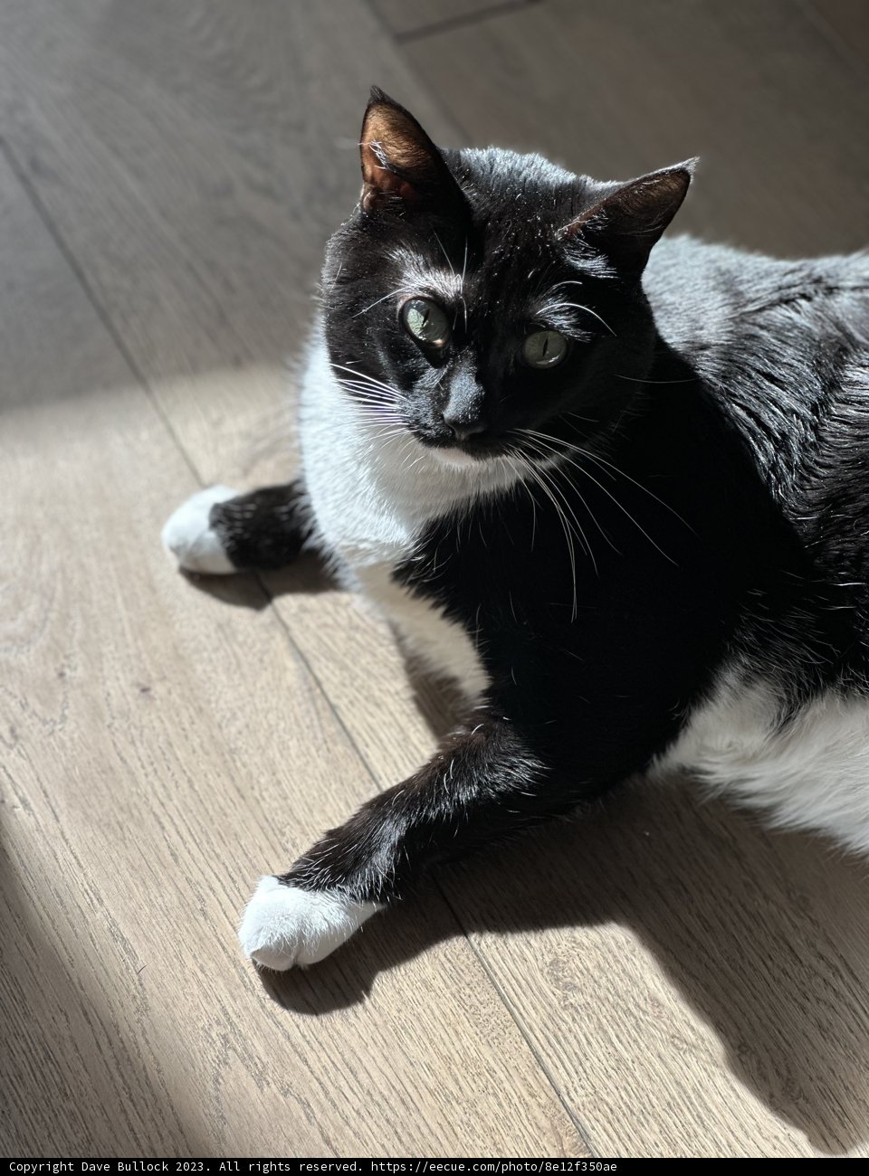 Relaxing on Hardwood Flooring