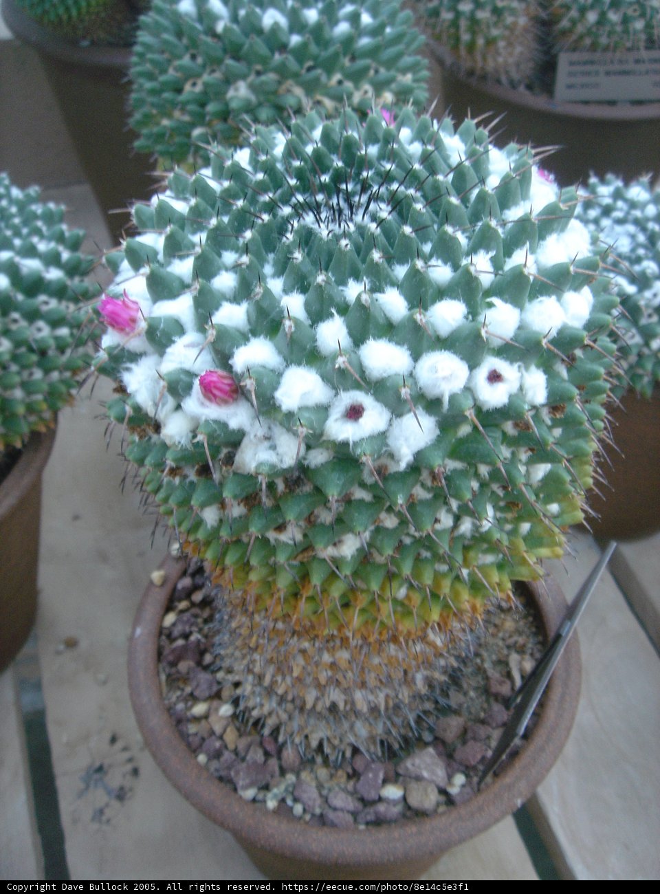 A Decorative Cactus Plant in Bloom