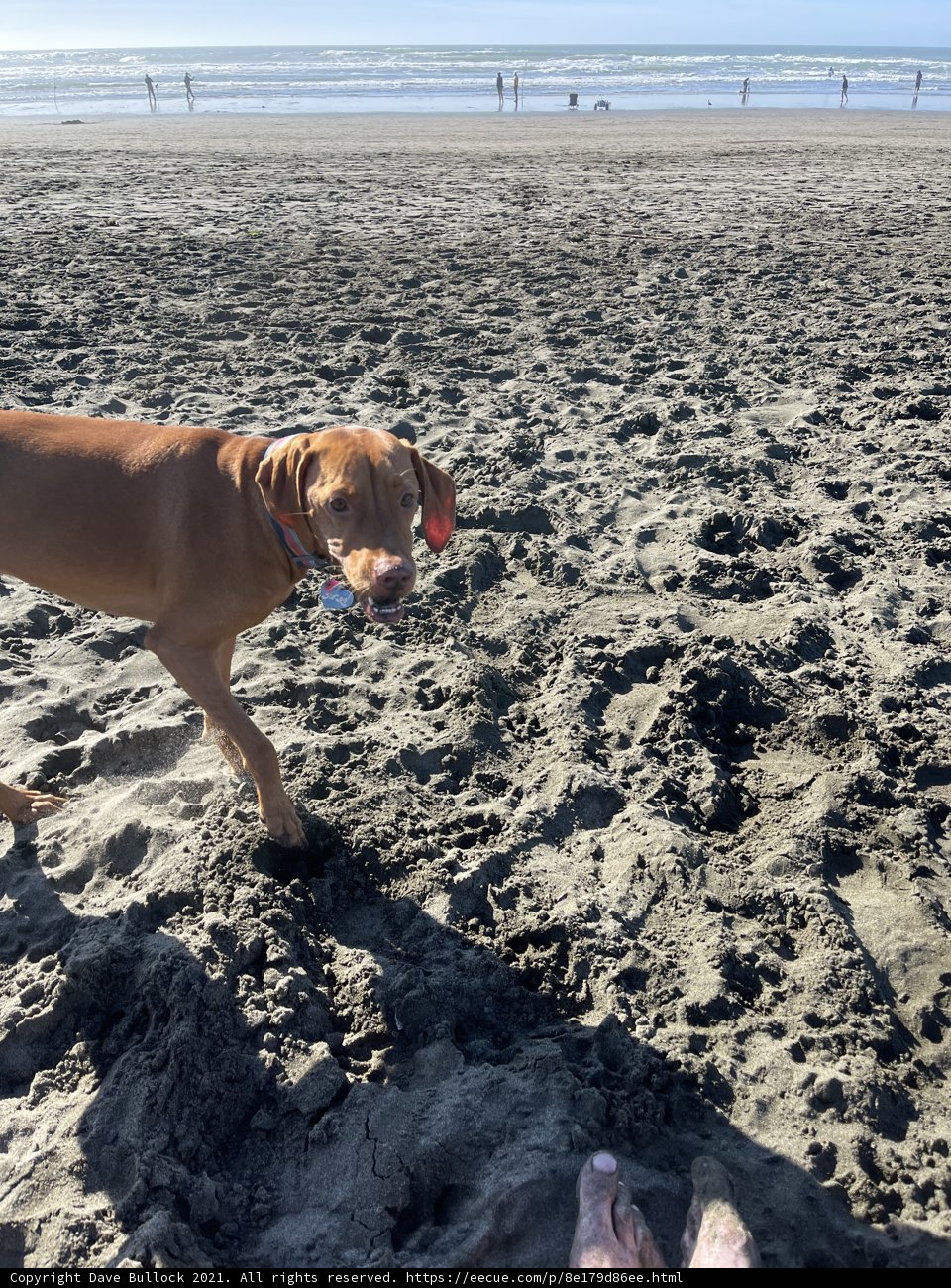 Beach Day Fun with Fido