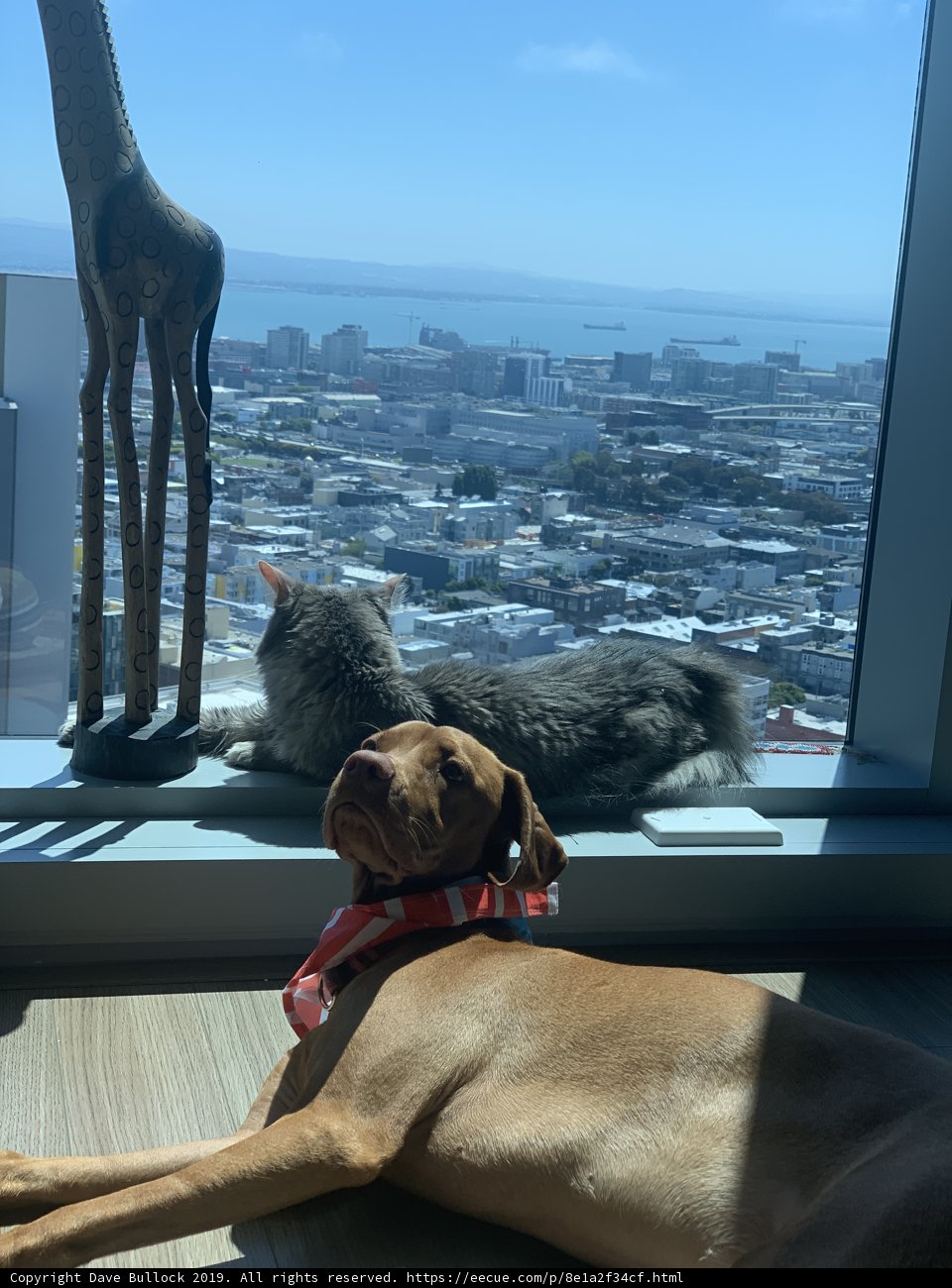 Feline and Vizsla Sunbathing