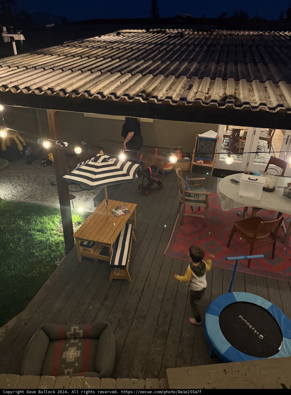 Evening in the Backyard