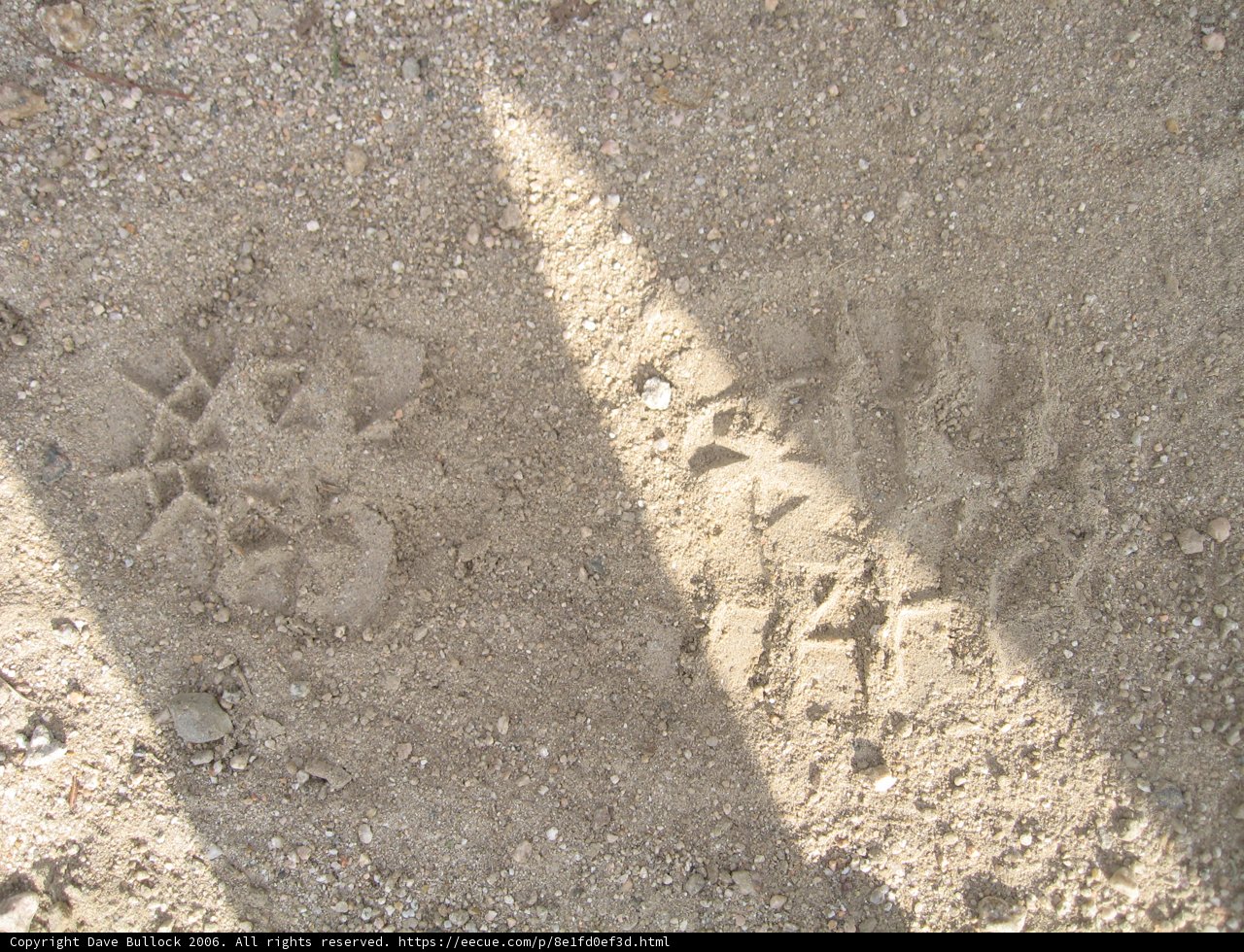 Tracing the Path