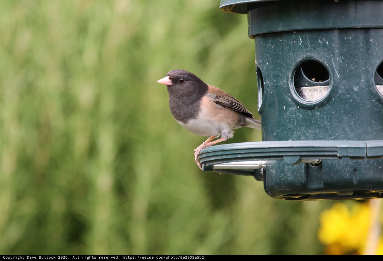 Dark-Eyed Junco Perched at Garden Bird Feeder