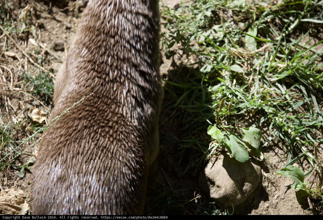 Curious Otter in the Wilderness