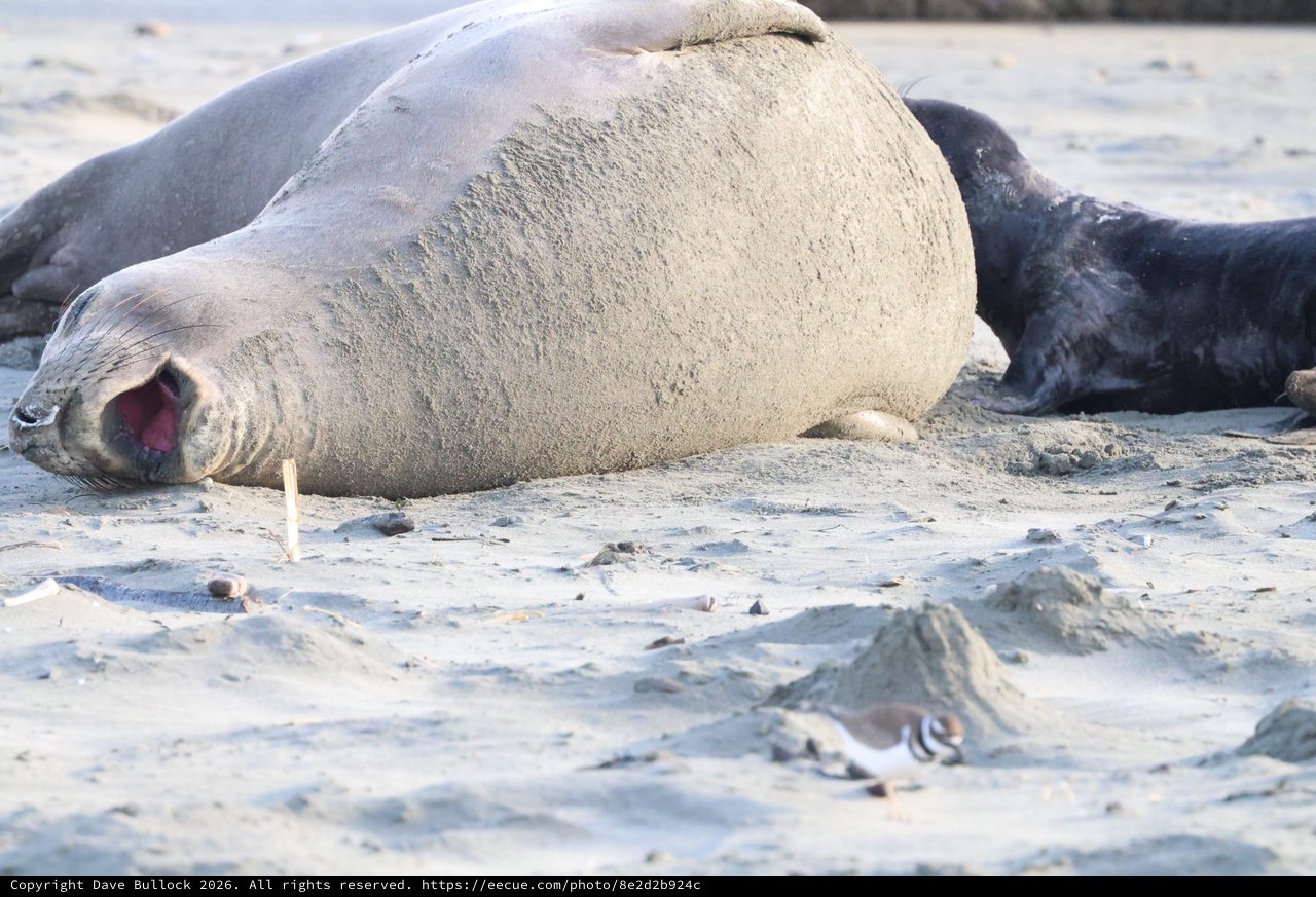 Elephant Seal Vocalizing on Drakes Beach Shore