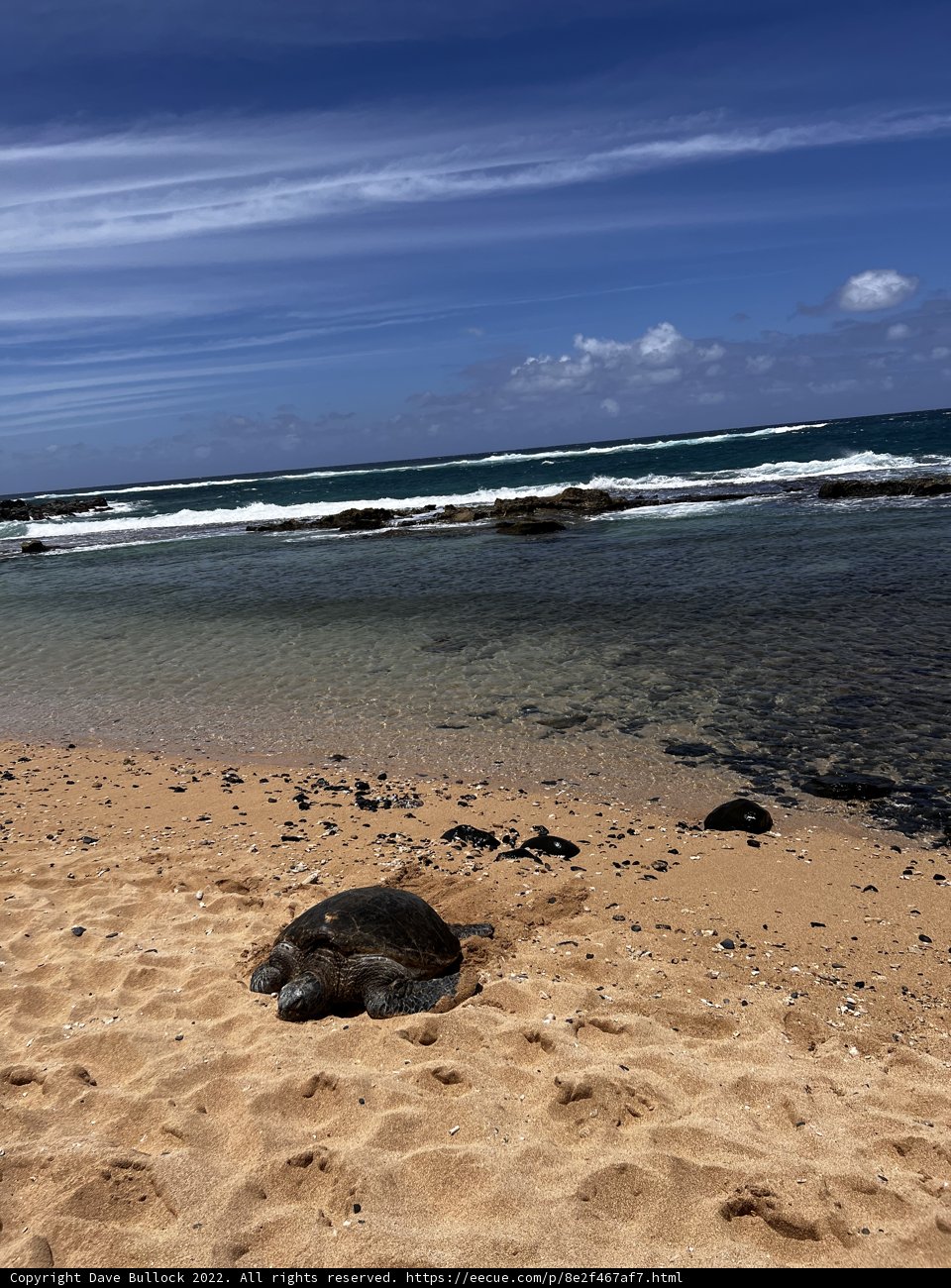 Peaceful Reptilian Relaxation