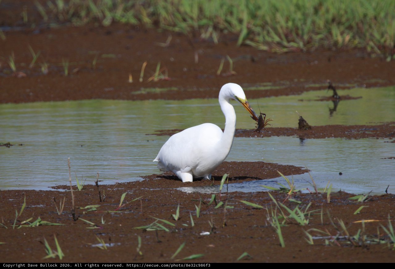 Great Egret Catches Crayfish in Flooded Wetland