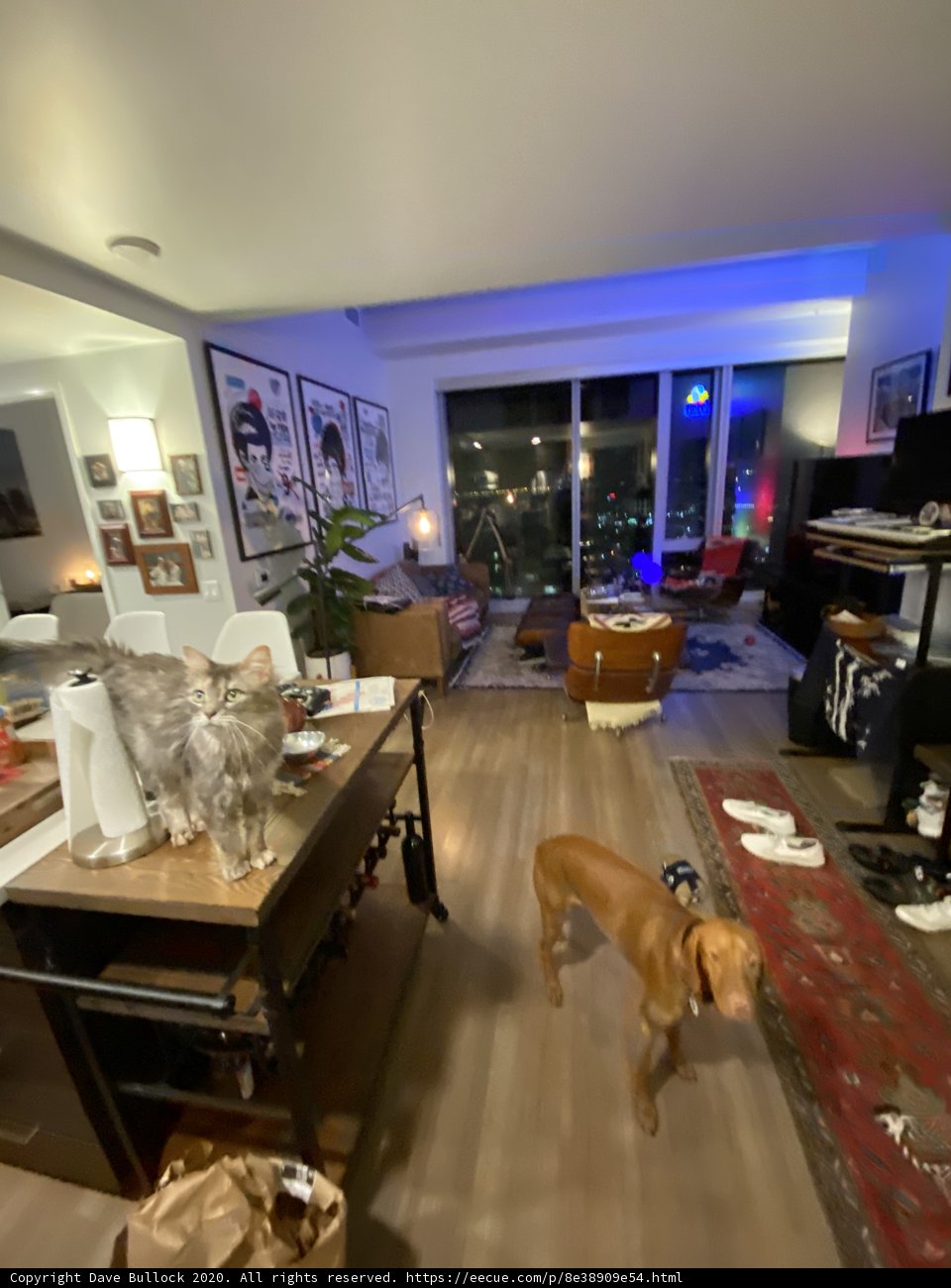 Furry Housemate Takes Center Stage