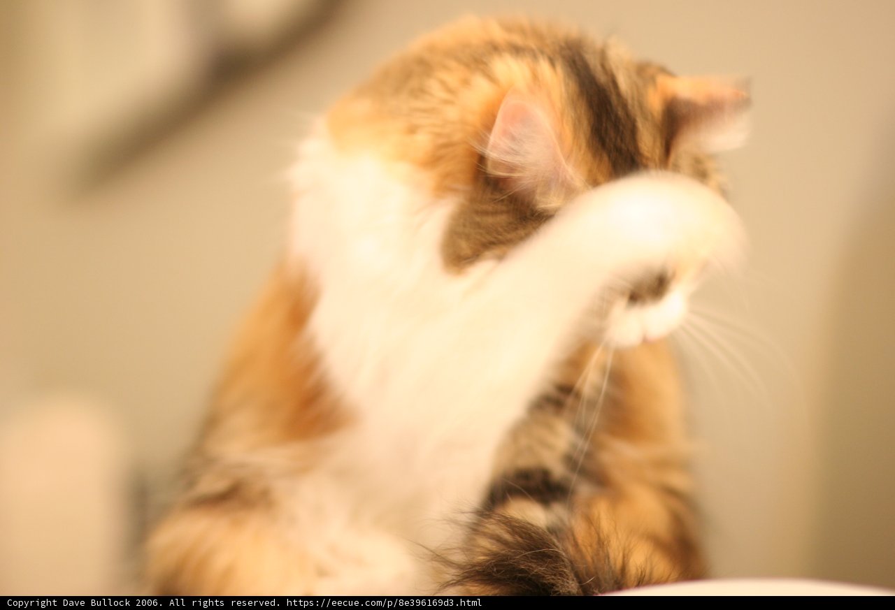 Feline Affection