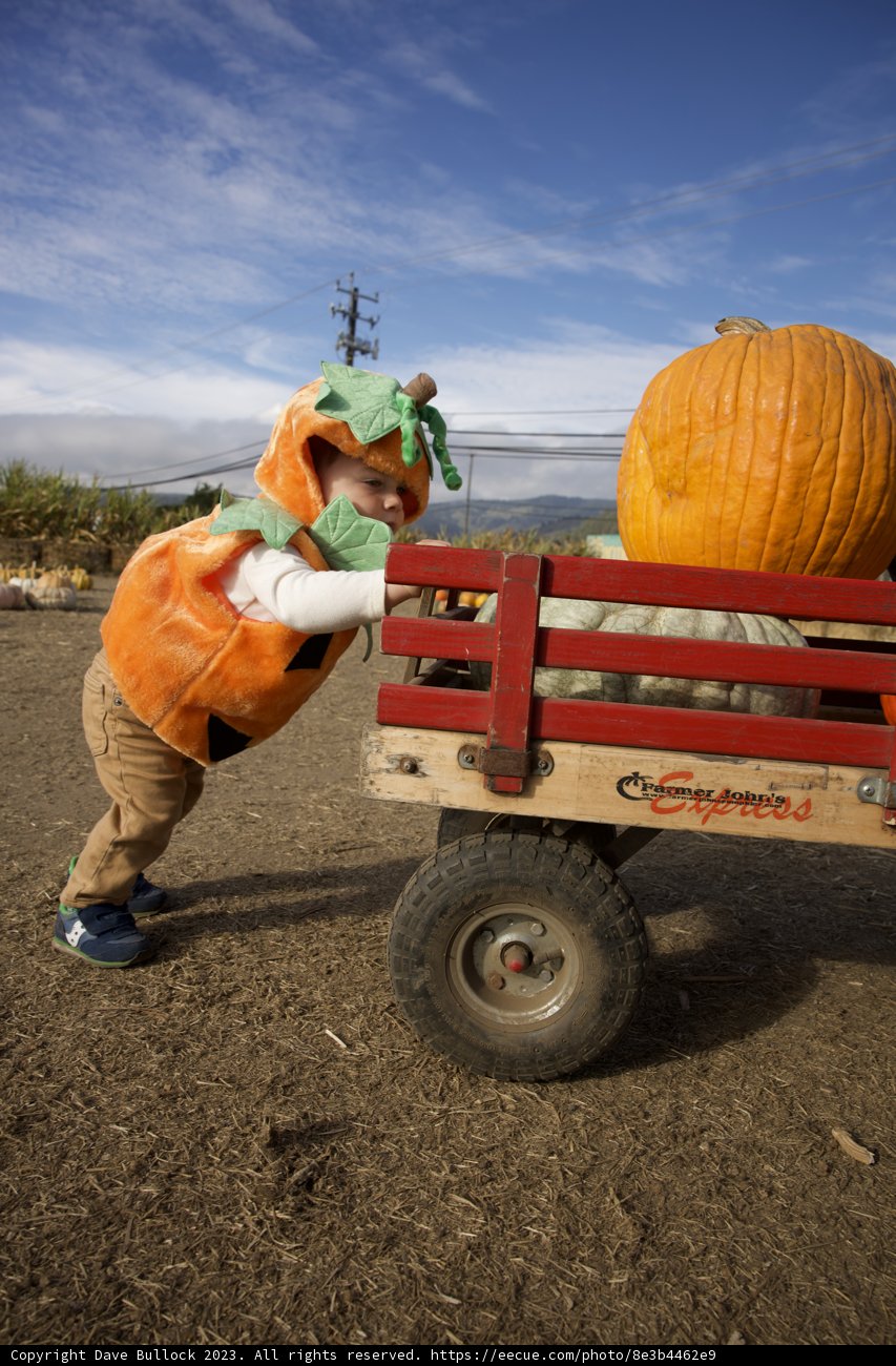 Harvest Time Adventures at Halfmoon Bay Pumpkin Patch