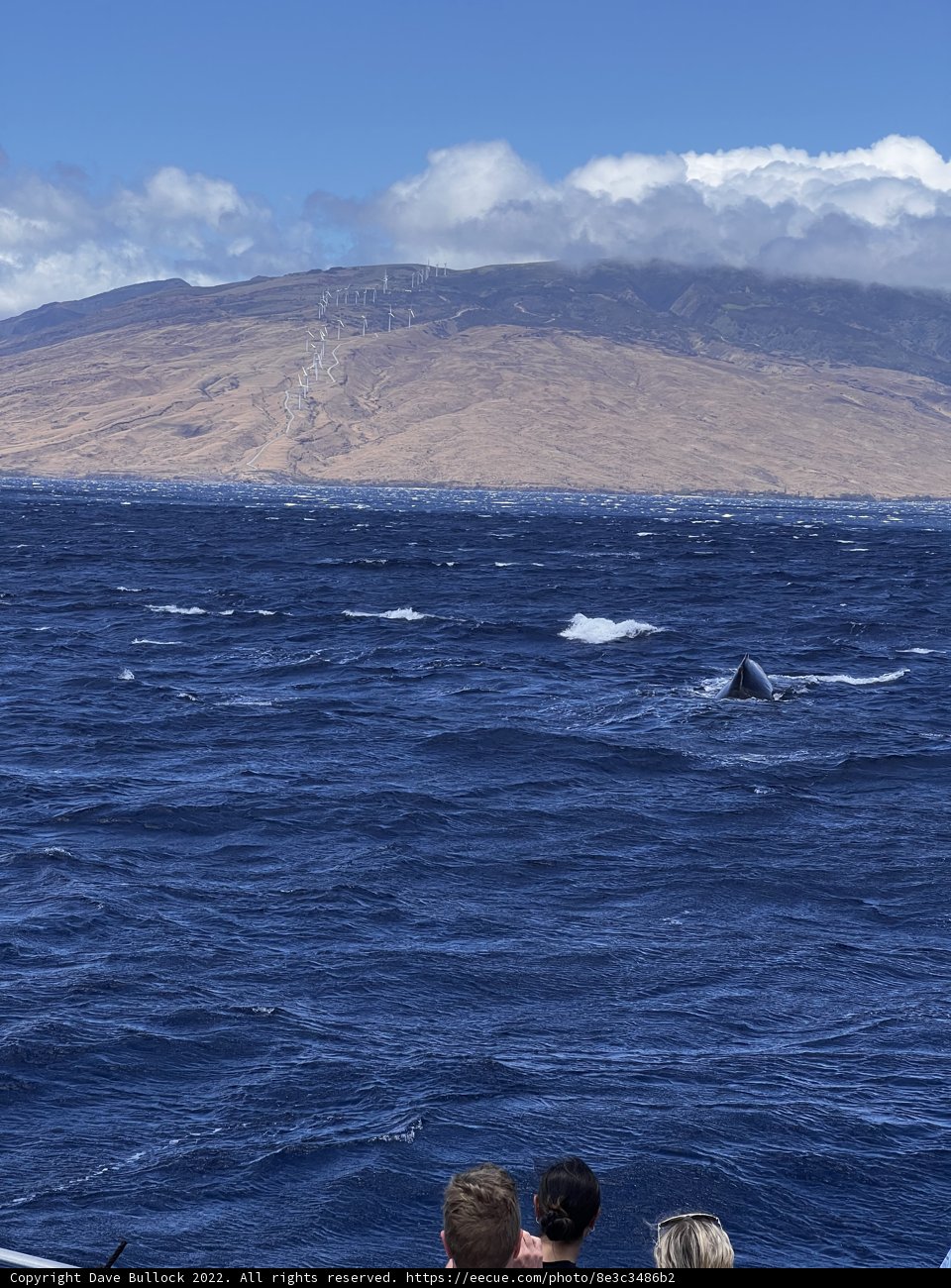 Taking in the Serene Seascape