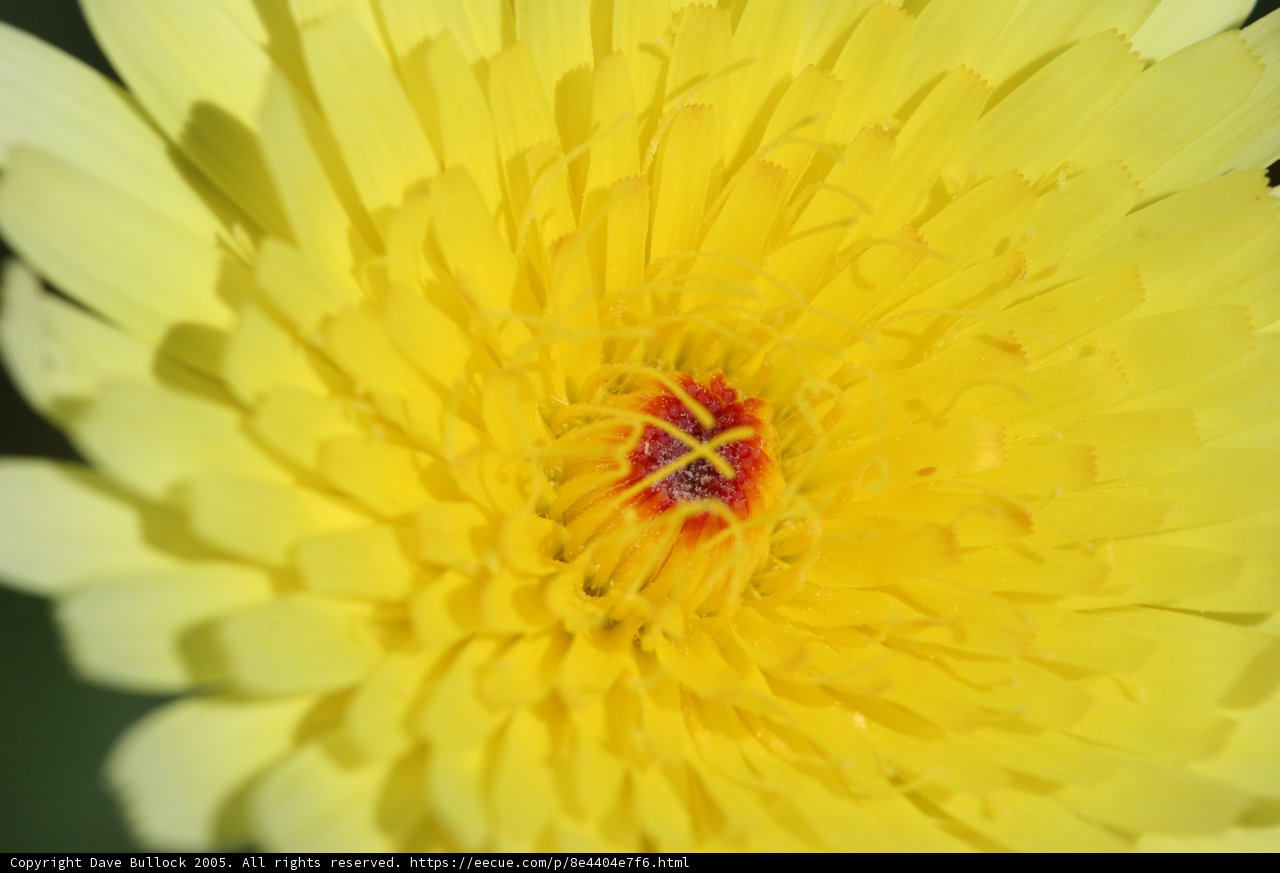 Sunburst Chrysanthemum
