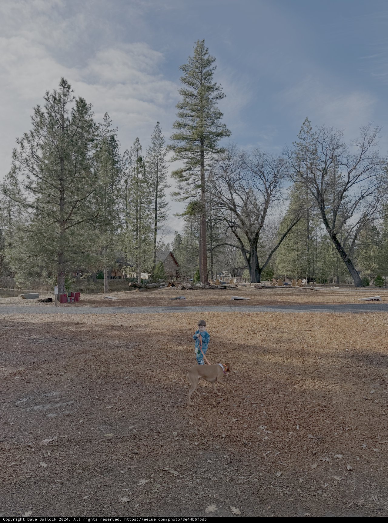 Child and Dog Playing in Devastated Landscape