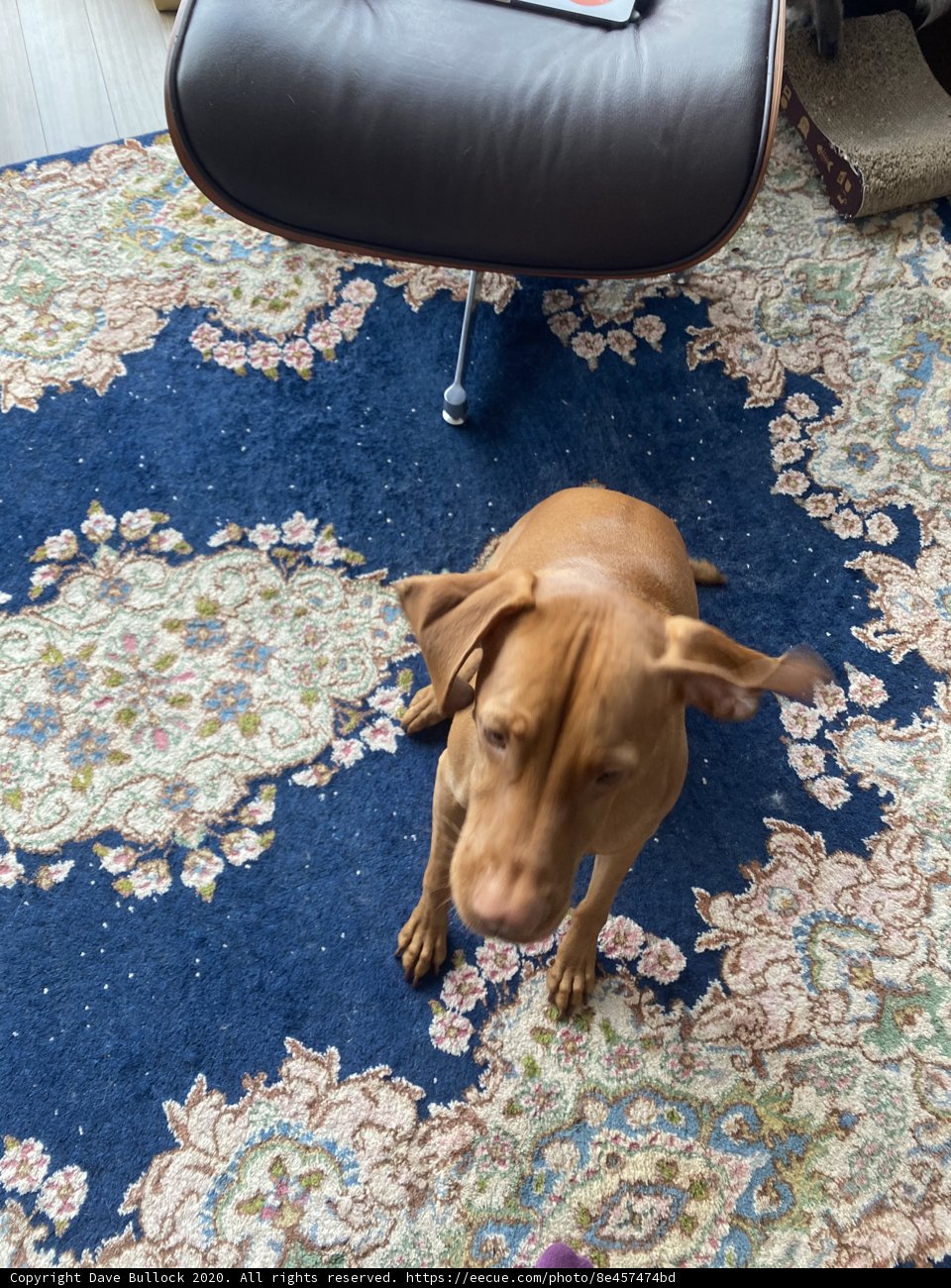 The Sophisticated Vizsla