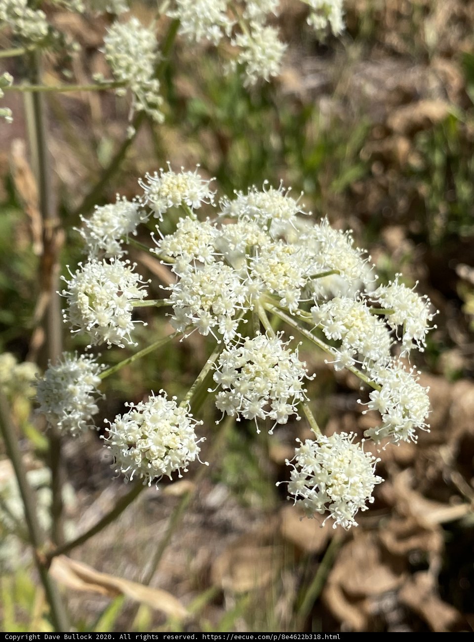 White Flowered Plant in Georgetown, California