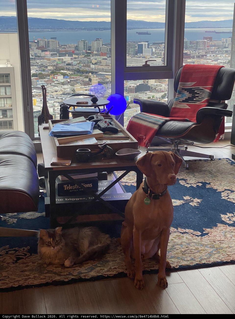 Furry Friends at Home