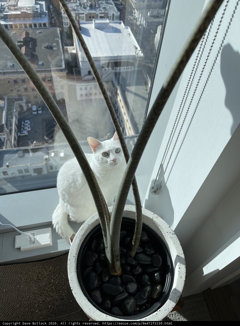 Window Cat