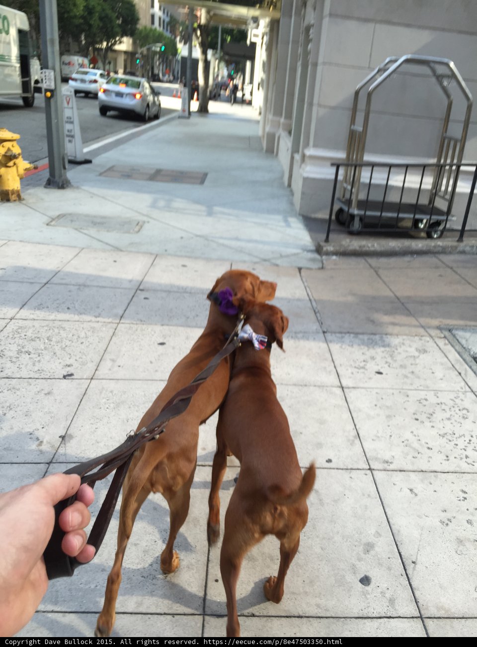 Walking the Dogs in LA