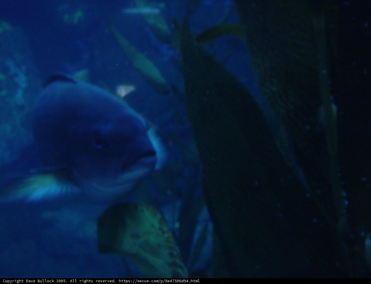 Aquatic Beauty