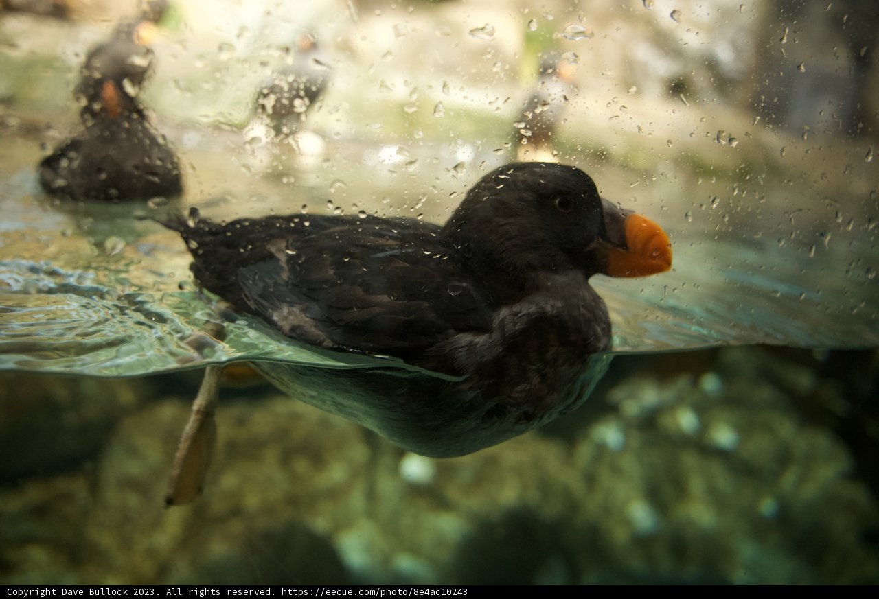 Monterey Bay's Master Swimmer