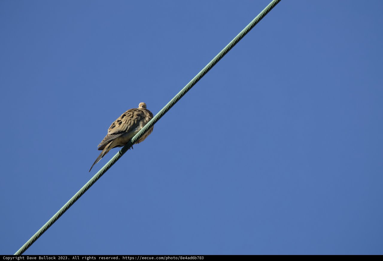 Feathered Friend in El Sereno
