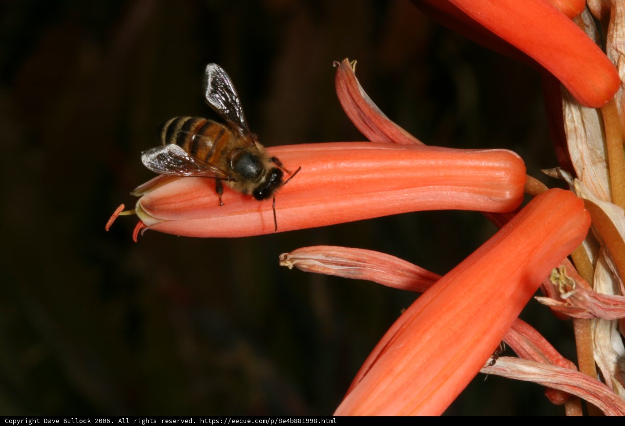 Busy Bee on a Red Flower