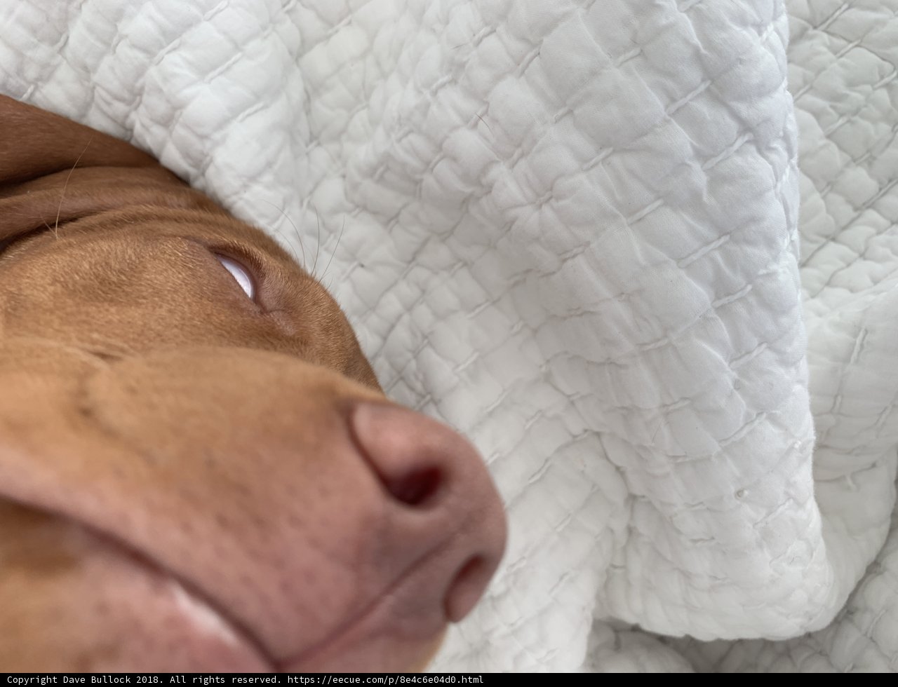 Comfy Canine Resting on Quilted Bed