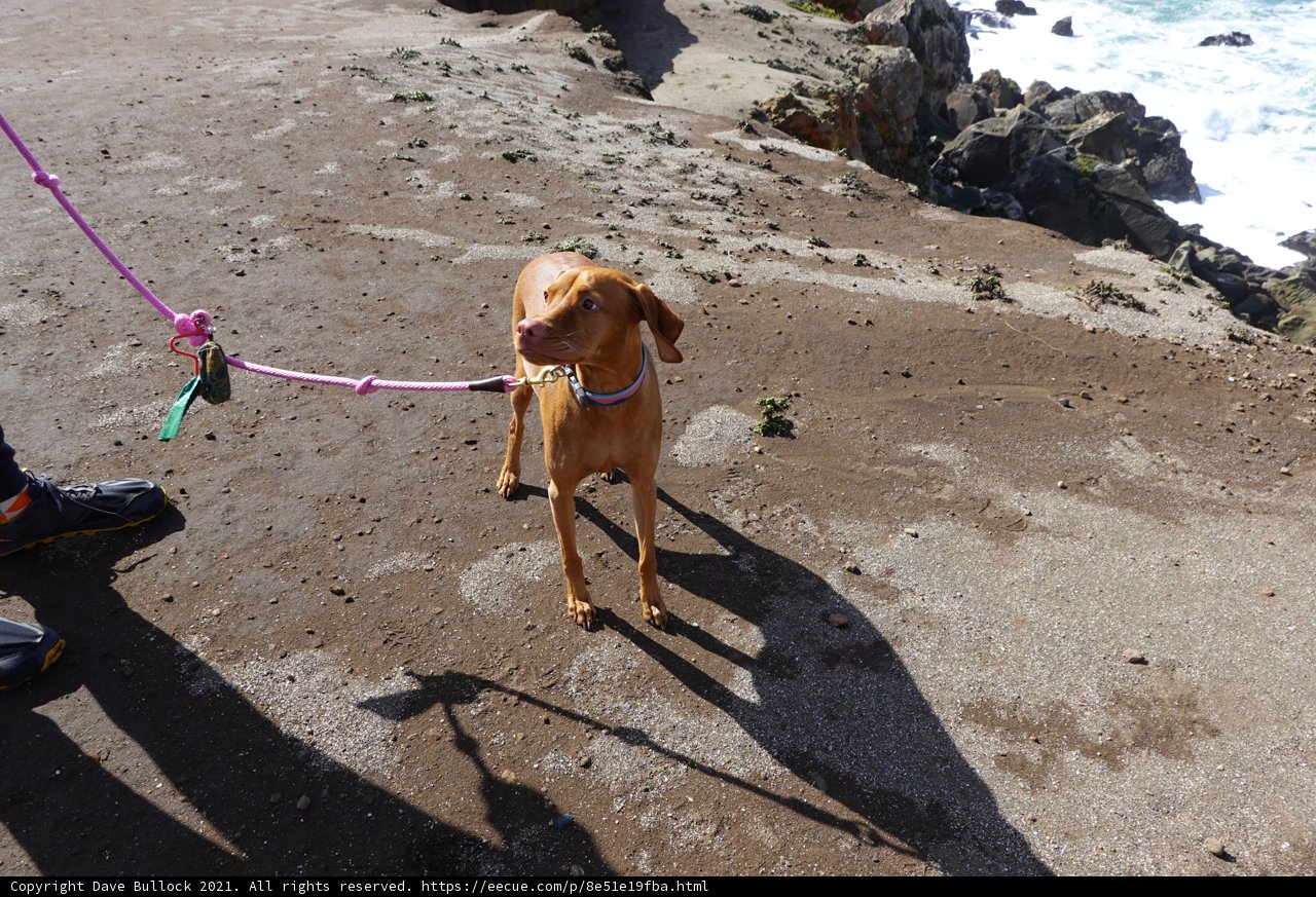 Fun On the Beach with a Vizsla