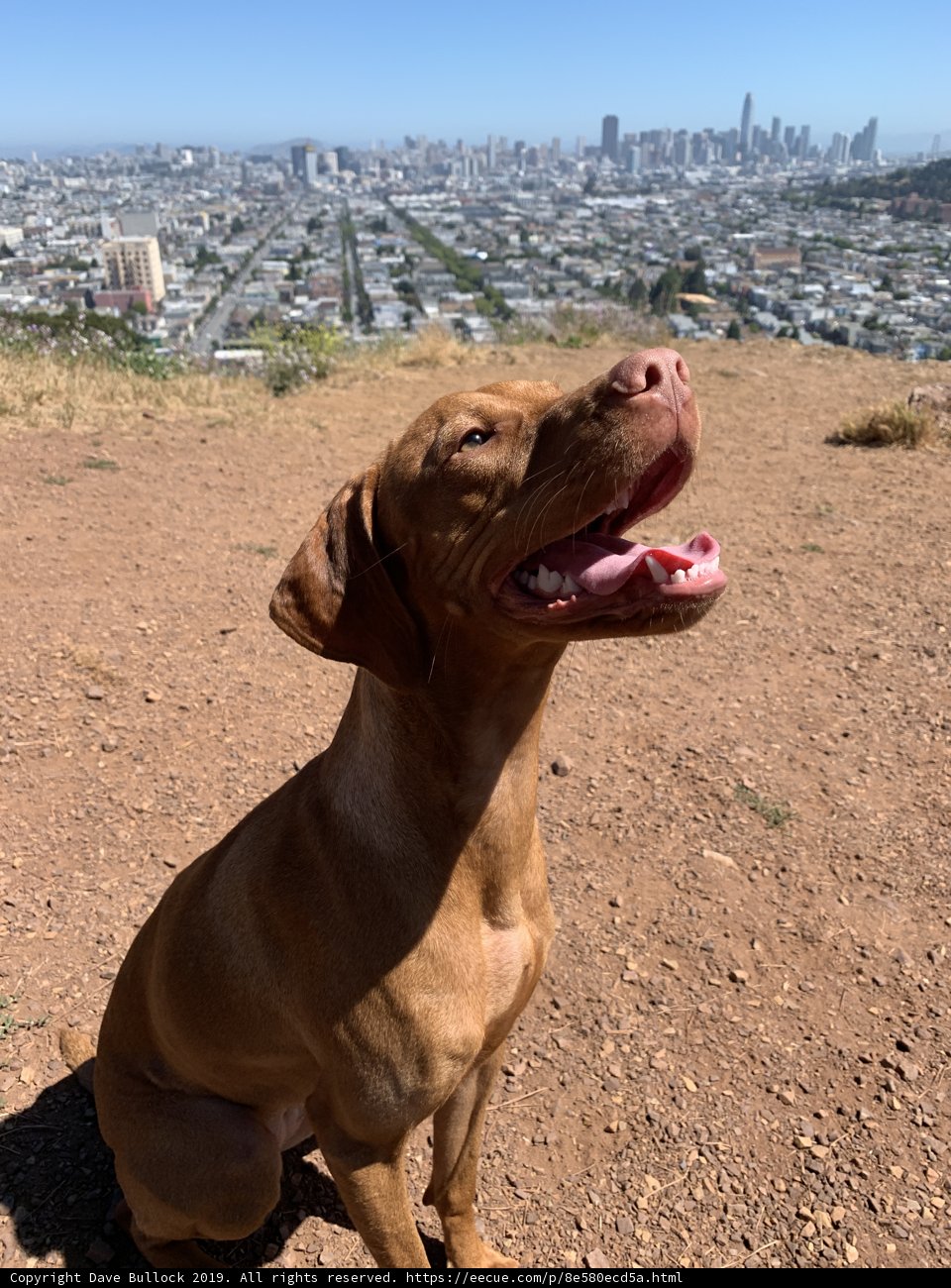 City Pup on a Hill