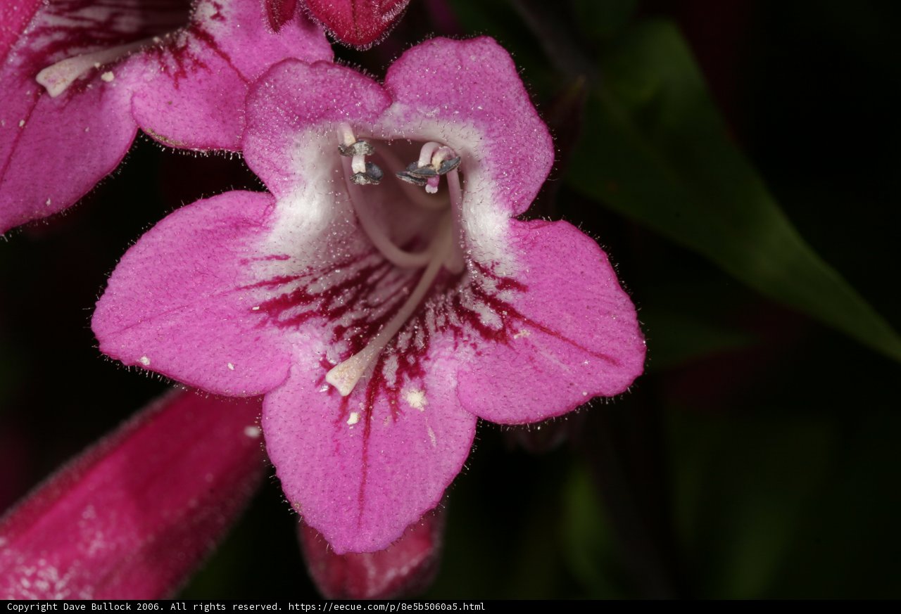 Pink Geranium Blossom