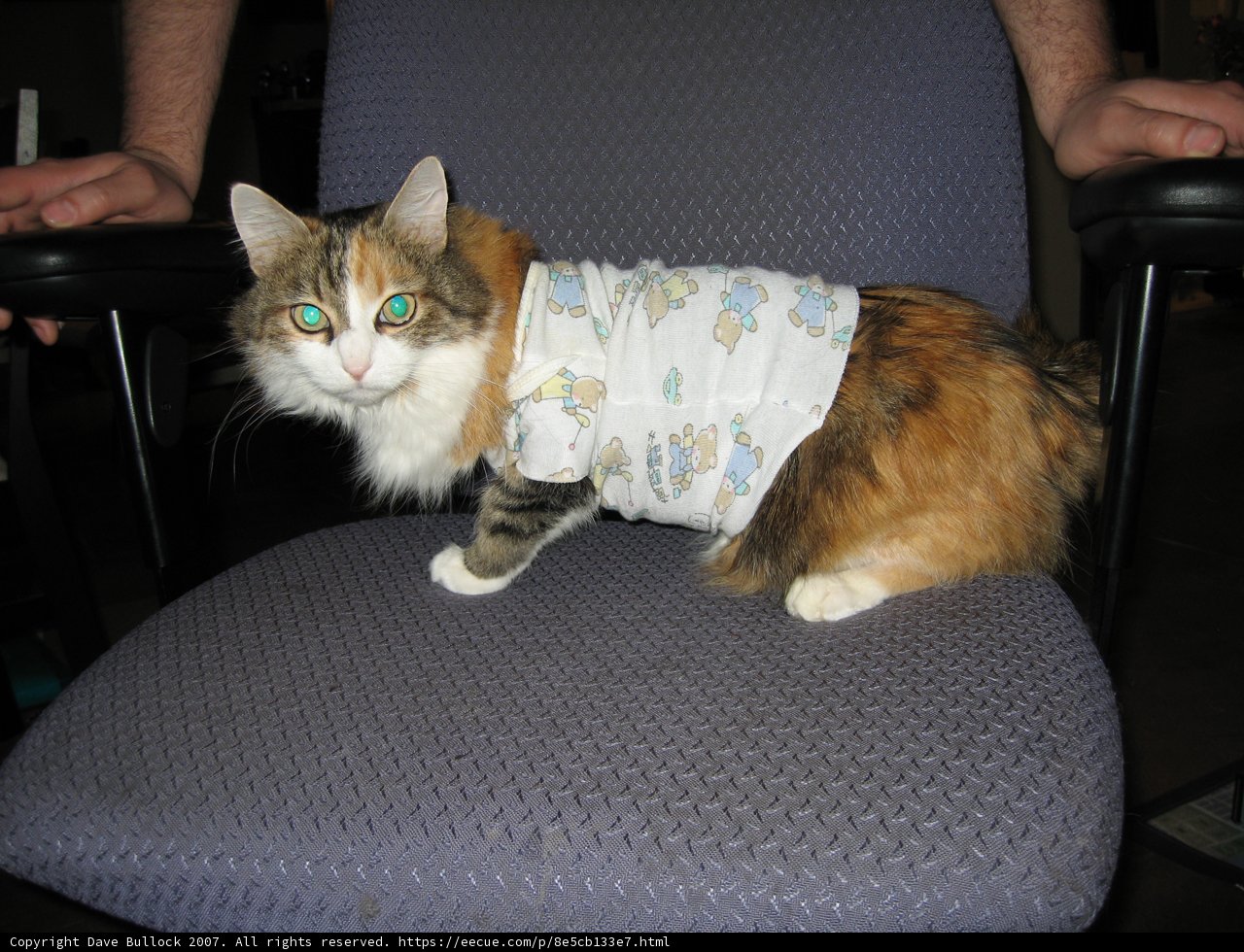 Chair Cat's Fashion Statement