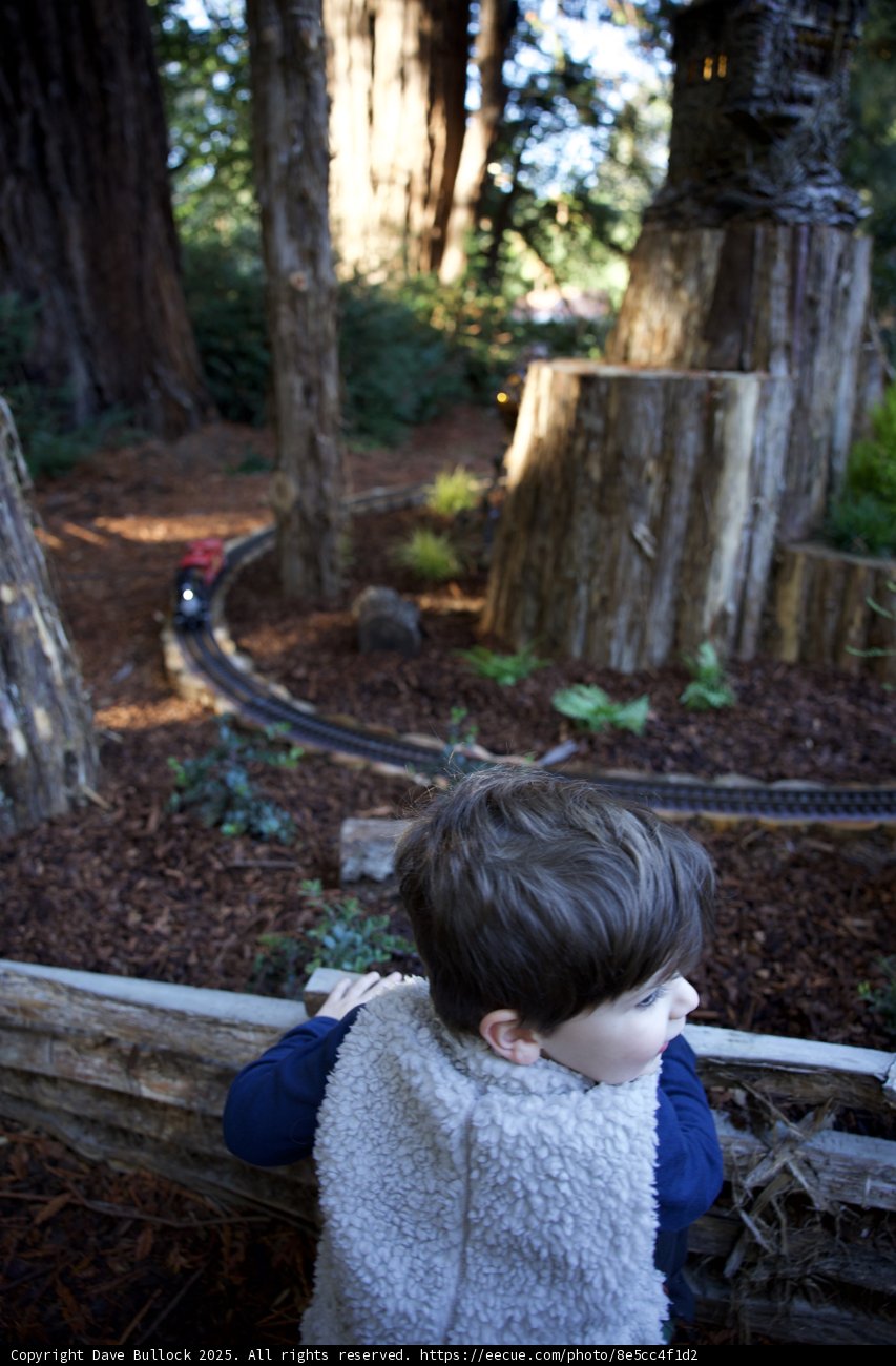 Enchanted Forest Adventures