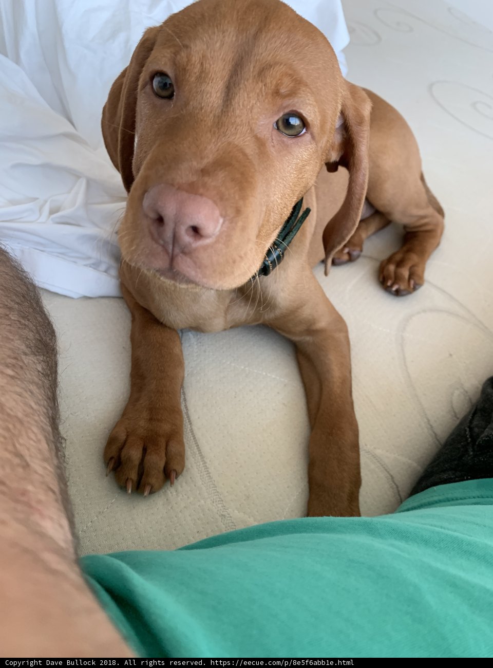 A cozy canin​​e relaxing on the bed
