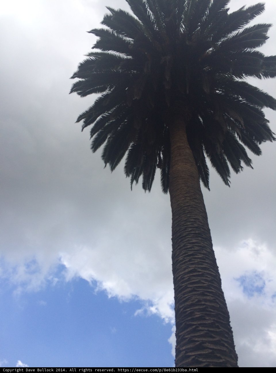 Majestic Palm Tree