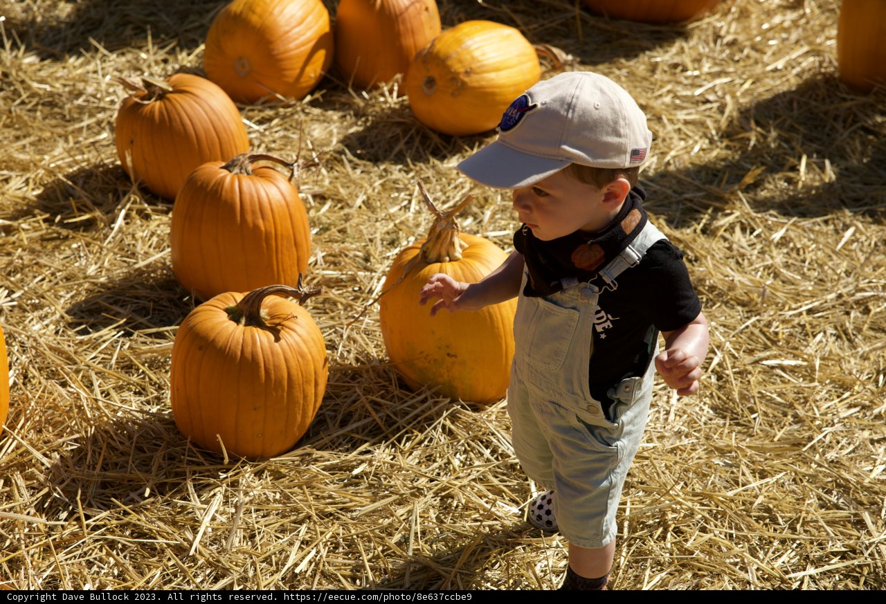 A Day in the Pumpkin Patch with Wesley
