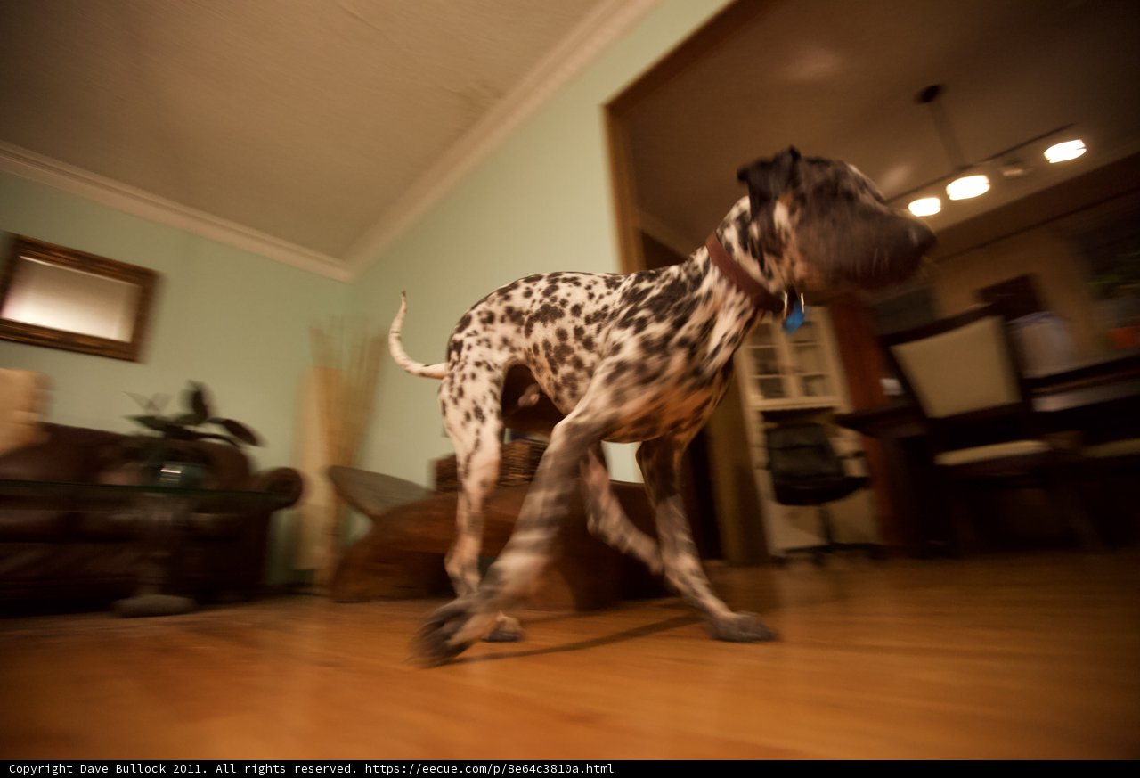 Canine Elegance on Hardwood Flooring
