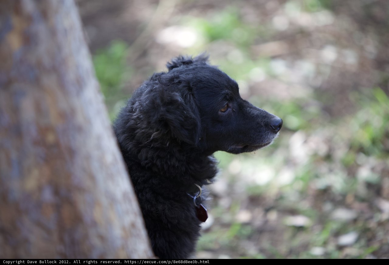 Curious Poodle Mix Puppy
