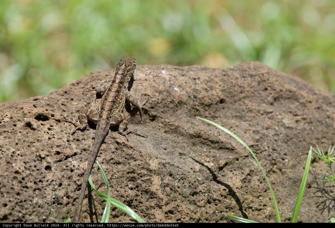 Camouflage Master at Rest – Honolulu Zoo