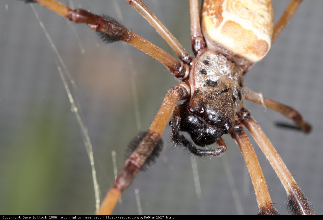 Garden Spider